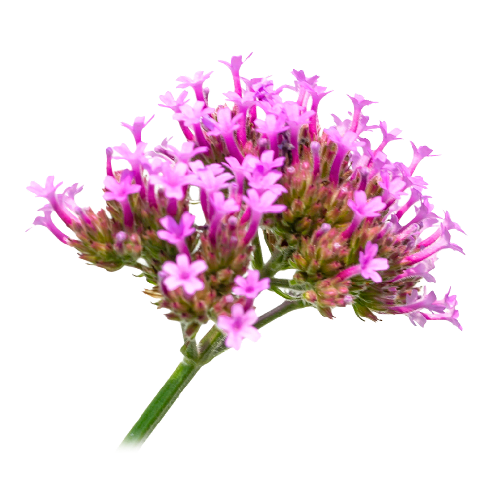Estratto di valeriana