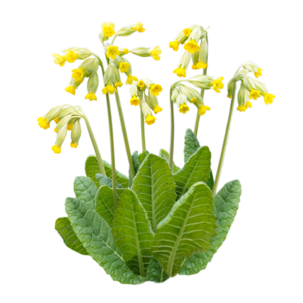 Primula veris comune