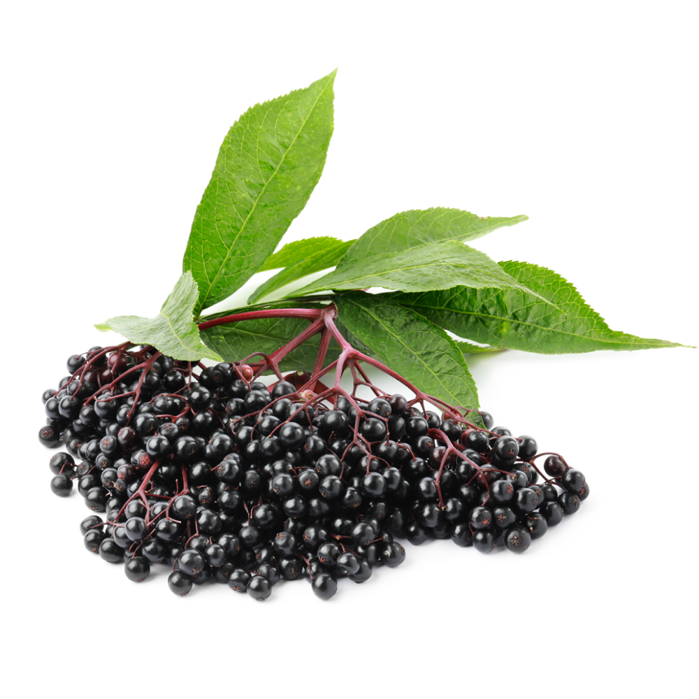 Sambuco nero