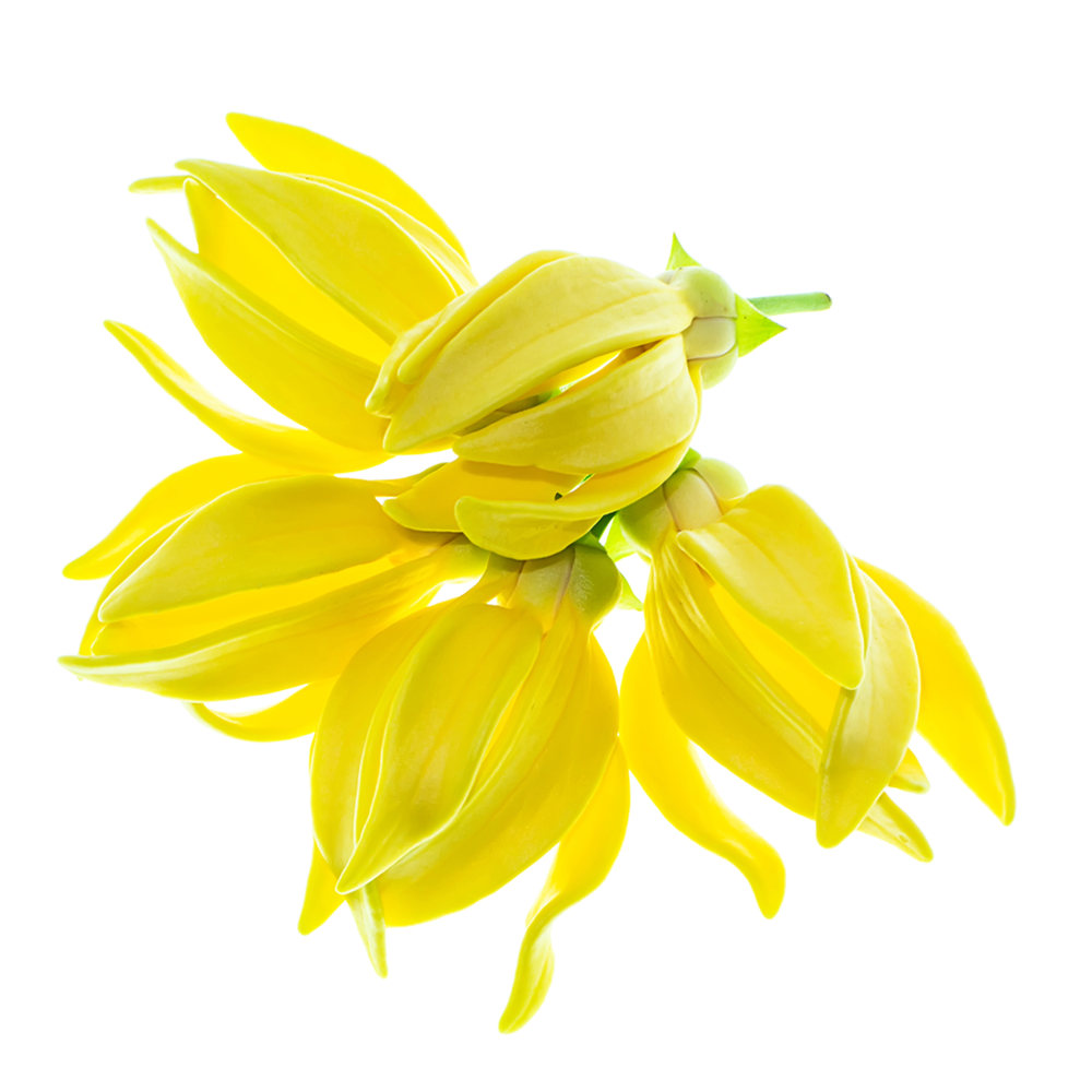 Genziana 