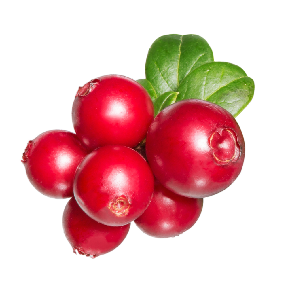 Estratto di mirtillo rosso