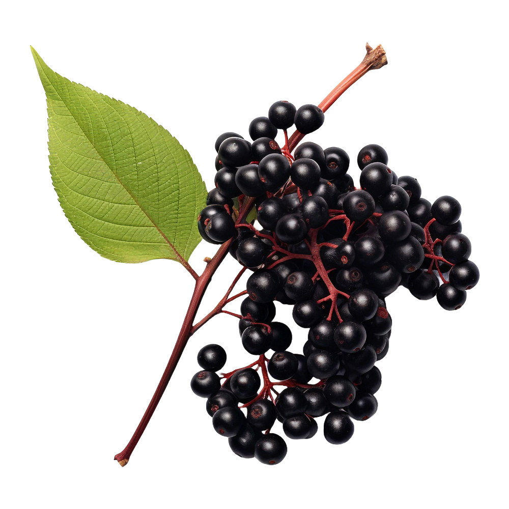 Sambuco nero