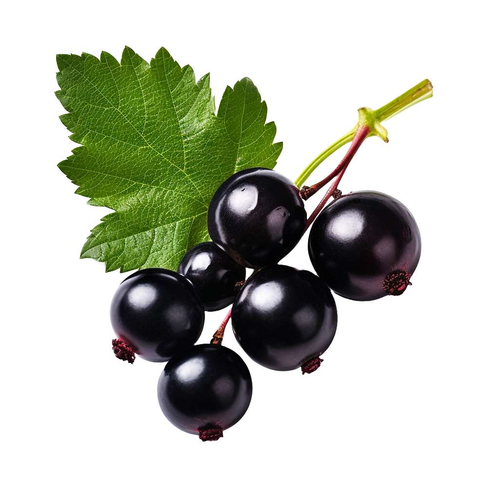 Ribes nero