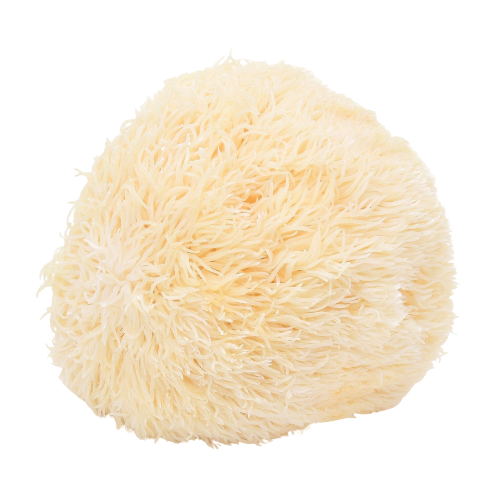 Hericium erinaceus