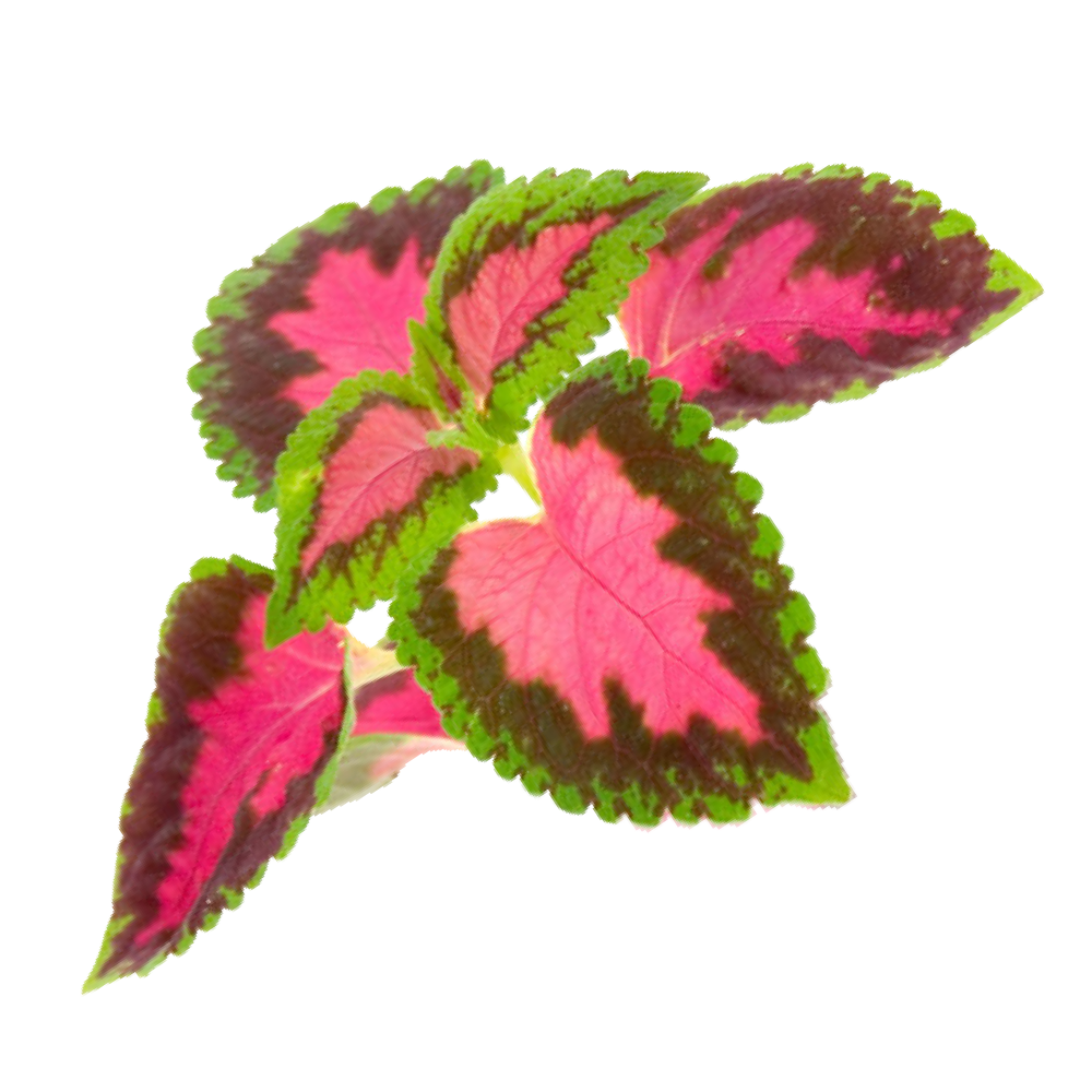 Coleus indiano