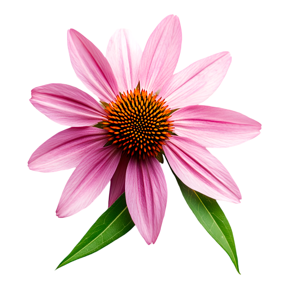 Estratto di echinacea