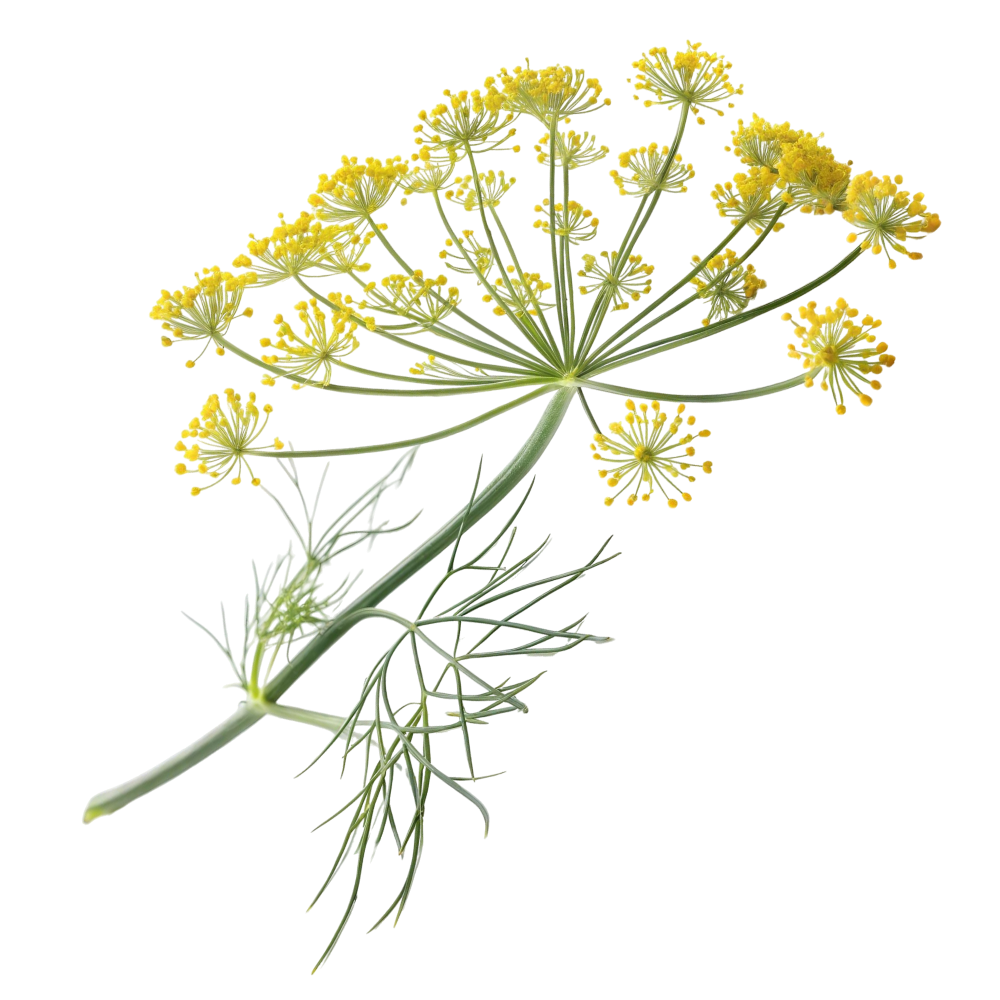 Finocchio