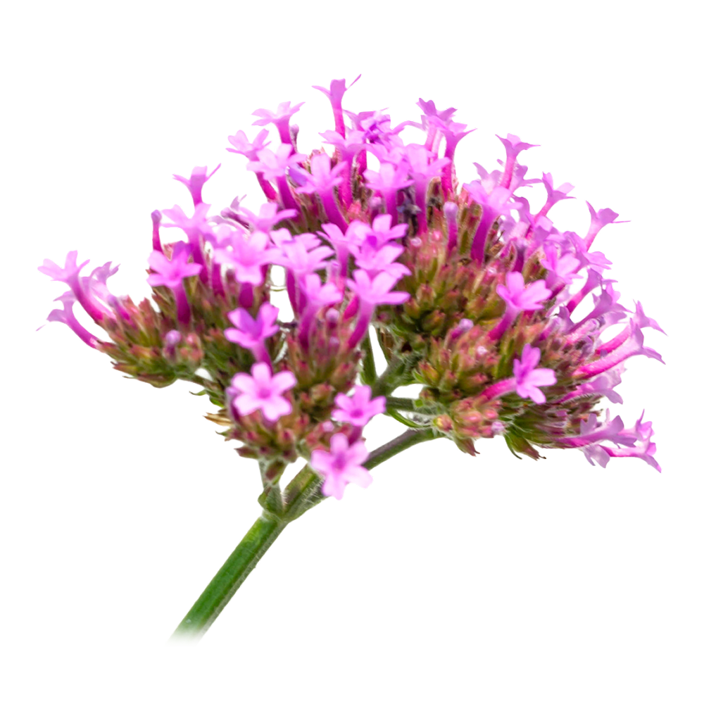 Valeriana.