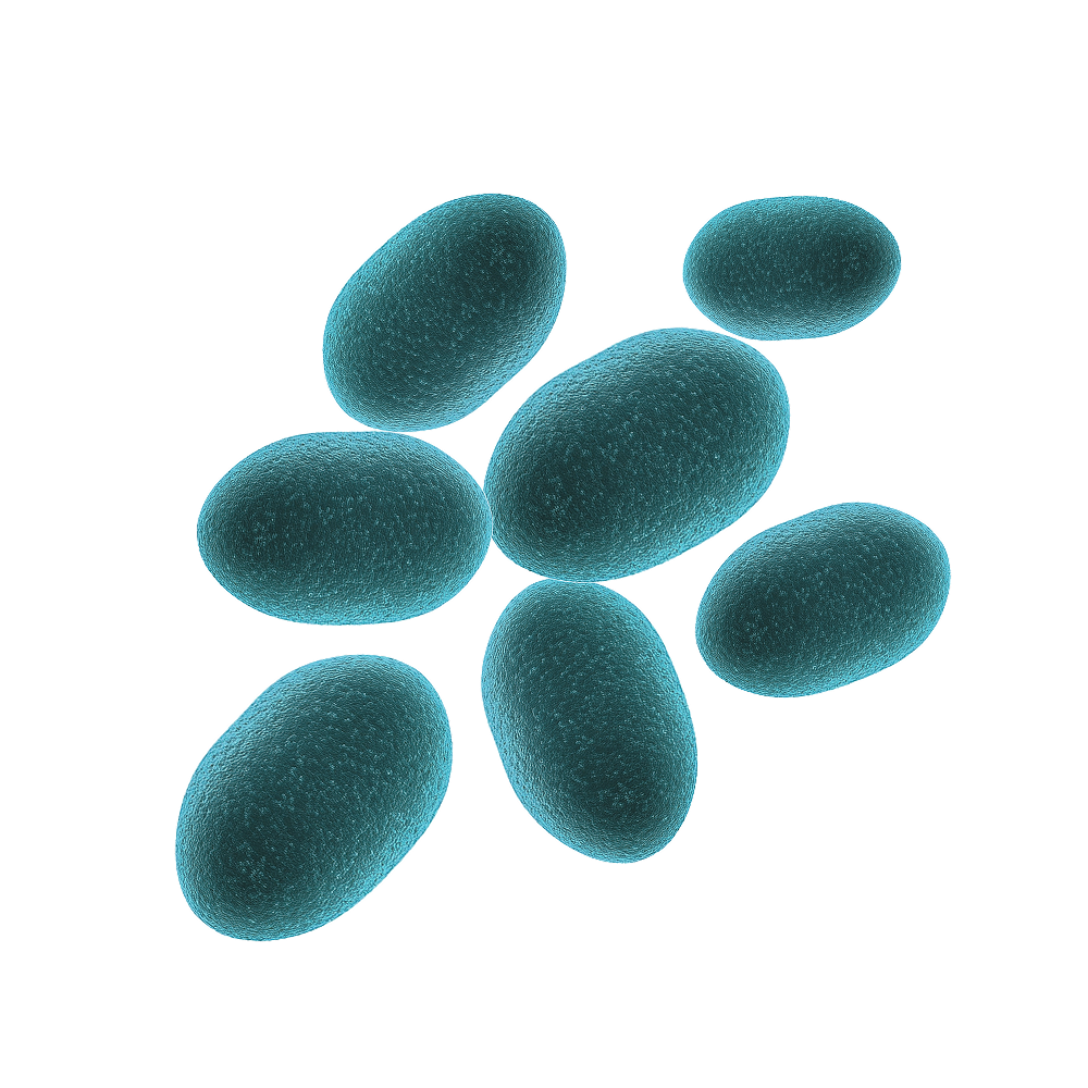 Saccharomyces boulardii