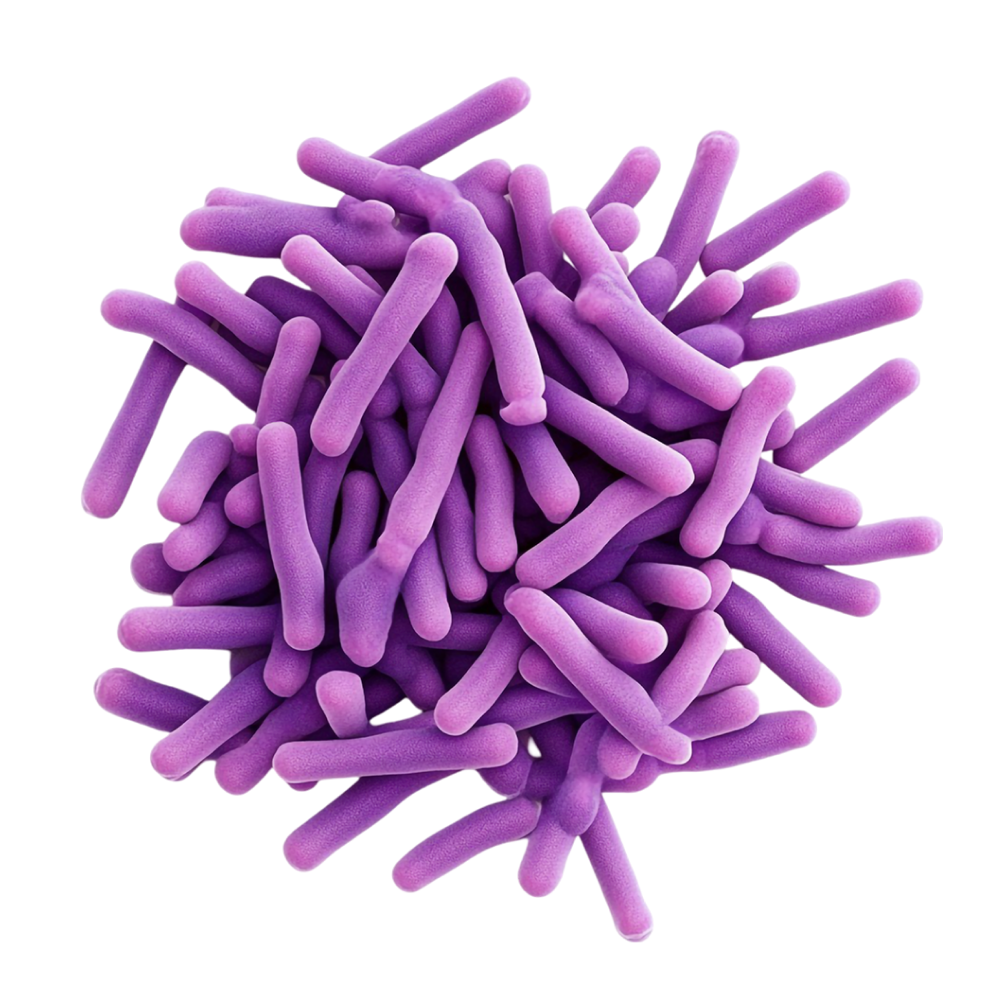 Miscela di 22 ceppi batterici