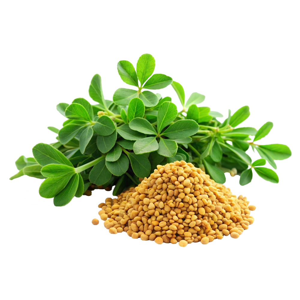 Fieno greco