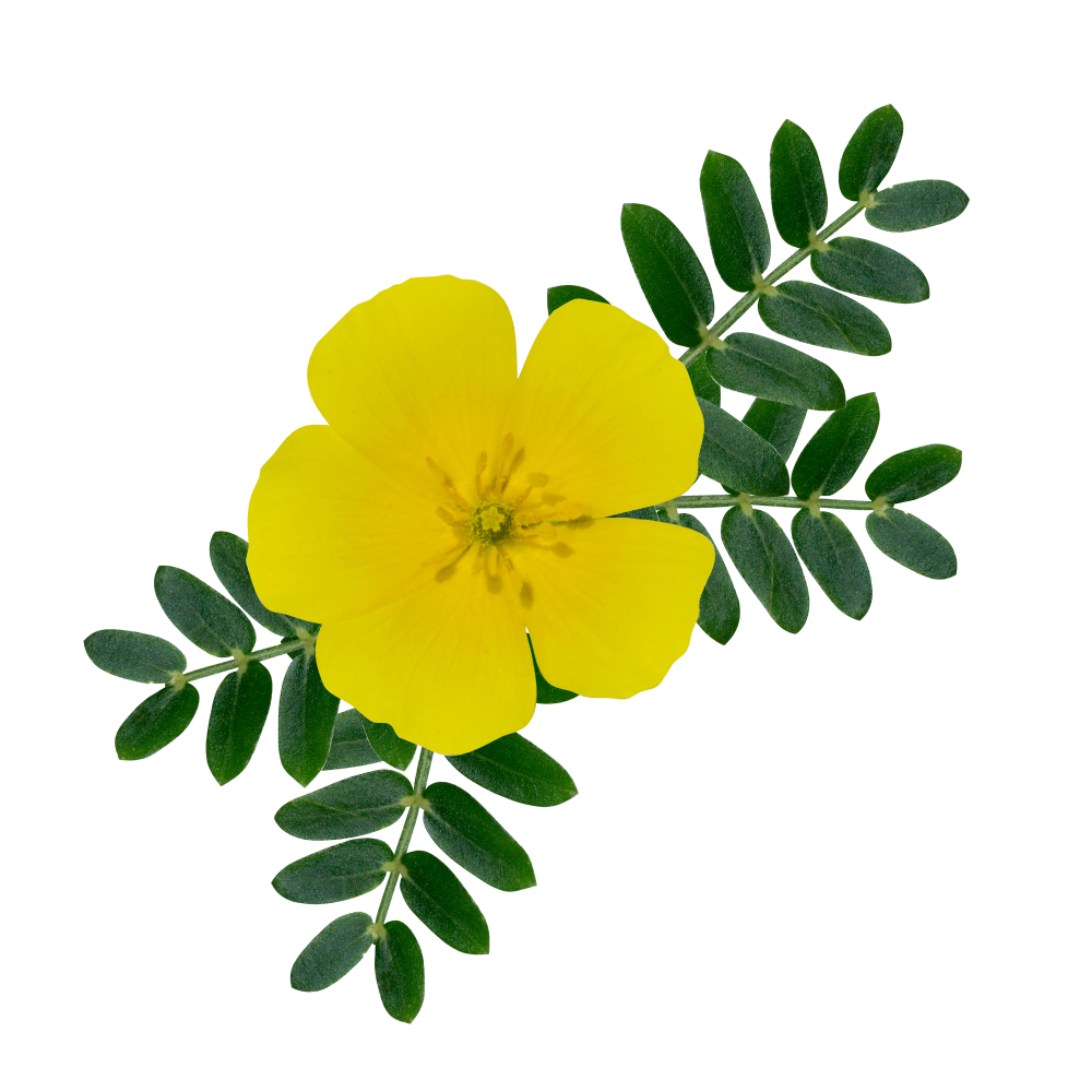 Estratto di tribulus