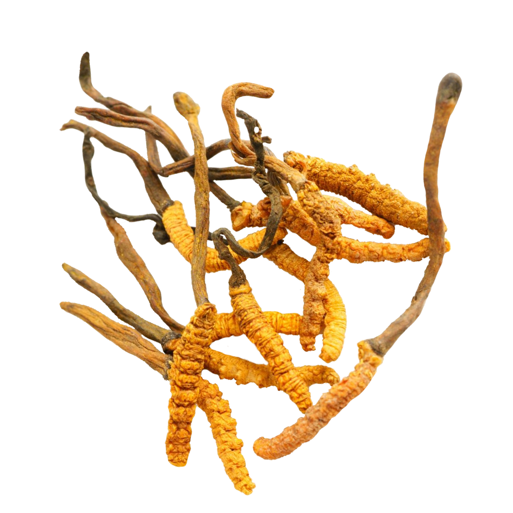 Estratto di cordyceps
